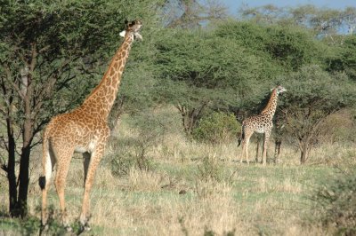 Feeding giraffe