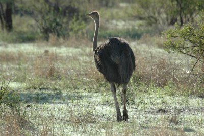 Ostrich