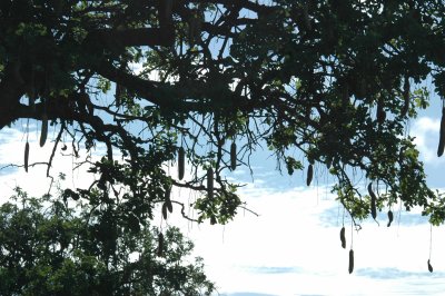 Sausage tree