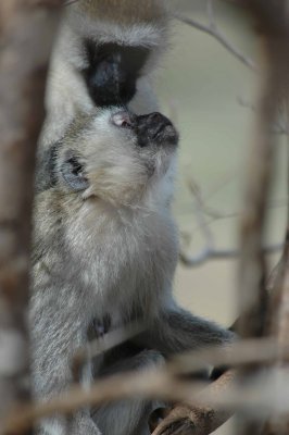 Grooming monkeys