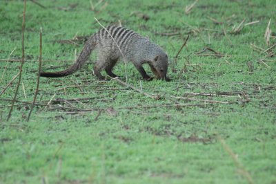 Striped mongoon foraging