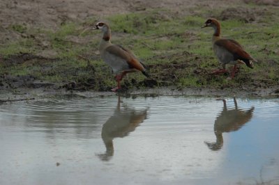 Egyptian geese