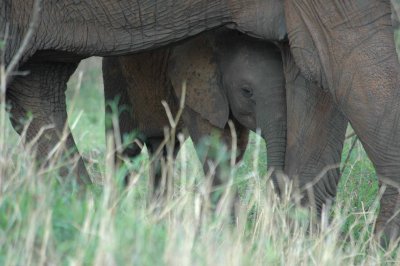 More elephants