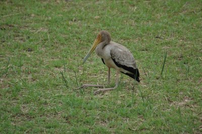 Ibis resting