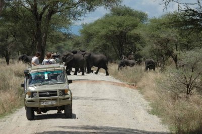 Elephant crossing