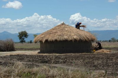 Thatching for the rainy season