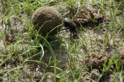 Dung beatle