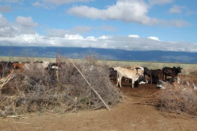 It's all about the cattle: food, clothing, wealth, status