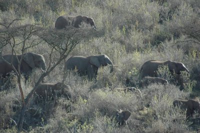 Elephant herd on the crater wall