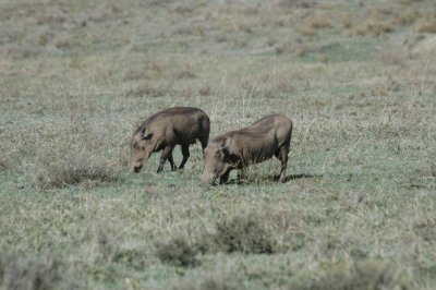 Wart hog kneels to graze