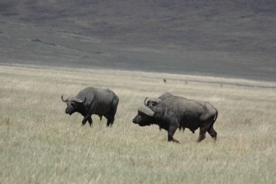 Cape buffalo
