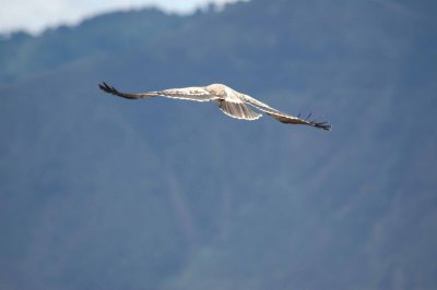 Tawny hawk