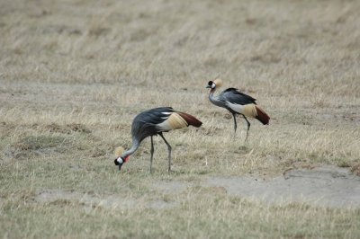 Gold crested cranes