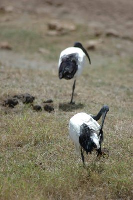 Ibis
