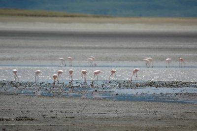 Flamingos