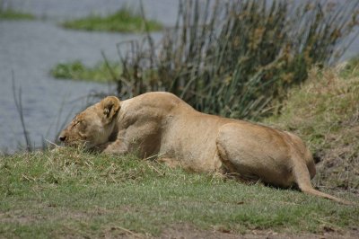 Lioness surveys...