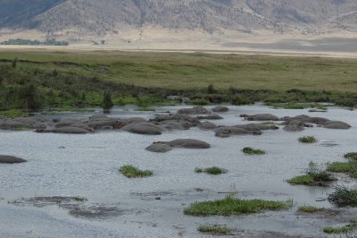 the hippopotamus pond