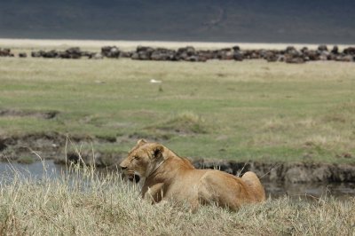 Surveying the cape buffalo for any weakness