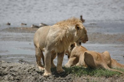 at the water hole