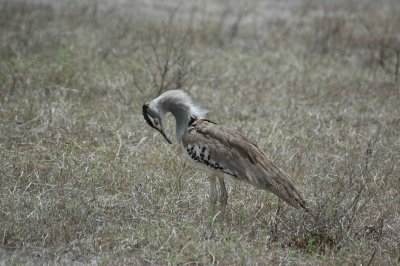 Cassabara, largest flying African bird