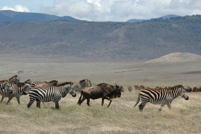 Zebra and wildabeast travel together