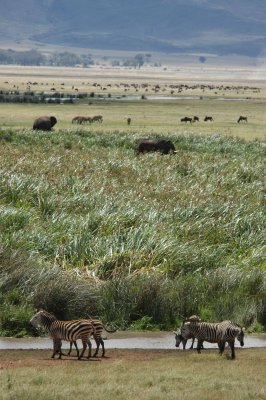 Elephant grass and the grazing plain