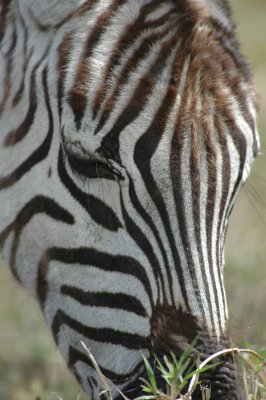 Stripes are their finger print
