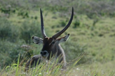 Male wood buck