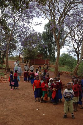 Jacaranda trees at the school
