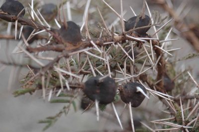 Whistling acacia houses ants which protect the bush