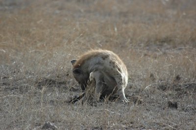 Young hyena