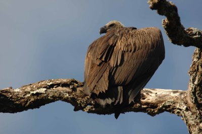 Vulture