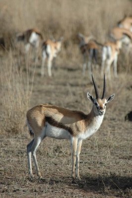 Thompson gazelles everywhere