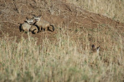 Noctural black eared foxes