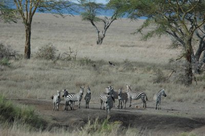 Zebras near water