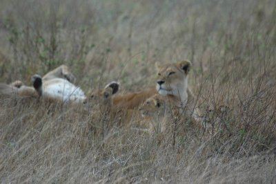 The top of the food chain