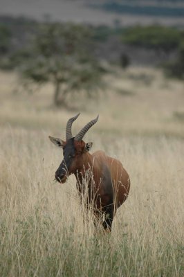 Topi