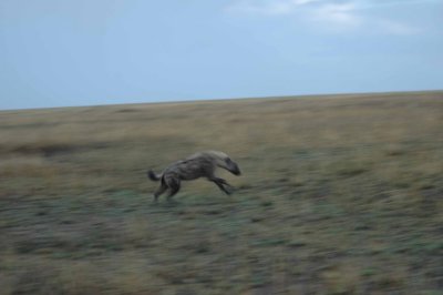 Hyena on the hunt