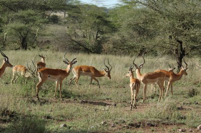 Impala