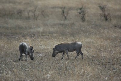 Wart hogs