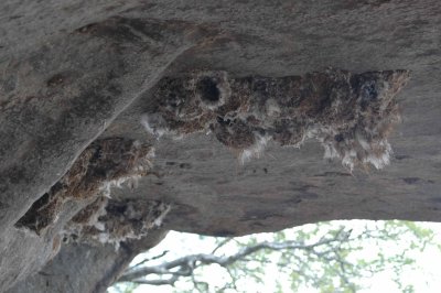 Swallow nests in the cave
