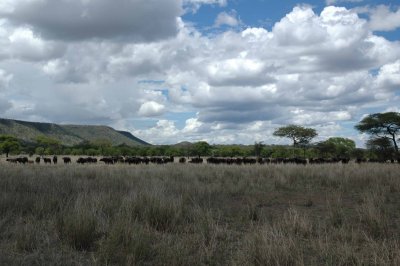 Cape buffalo herd..