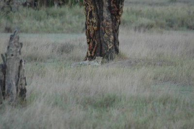 Elusive leopard