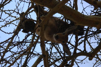 Leopards kill hidden in the tree