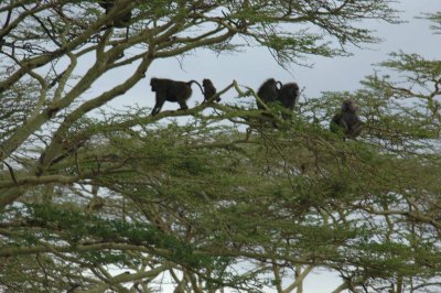 Baboon troop