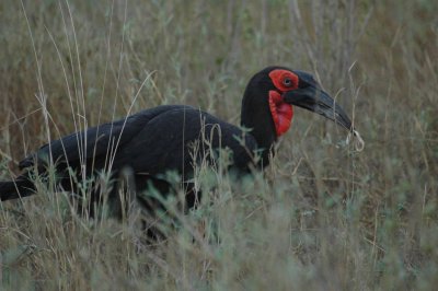 Black hornbill with snake kill