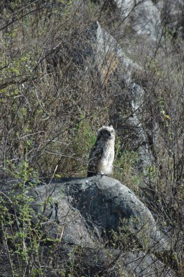 Owl