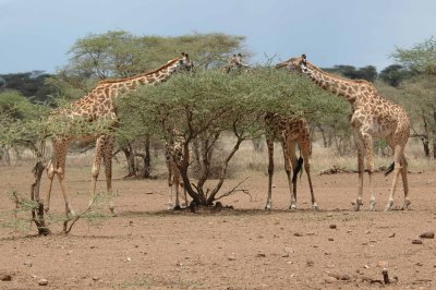 Giraffe salade bar