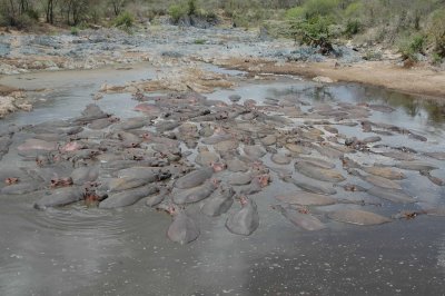 Hippo pod
