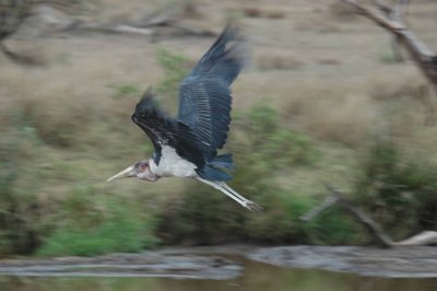taking flight